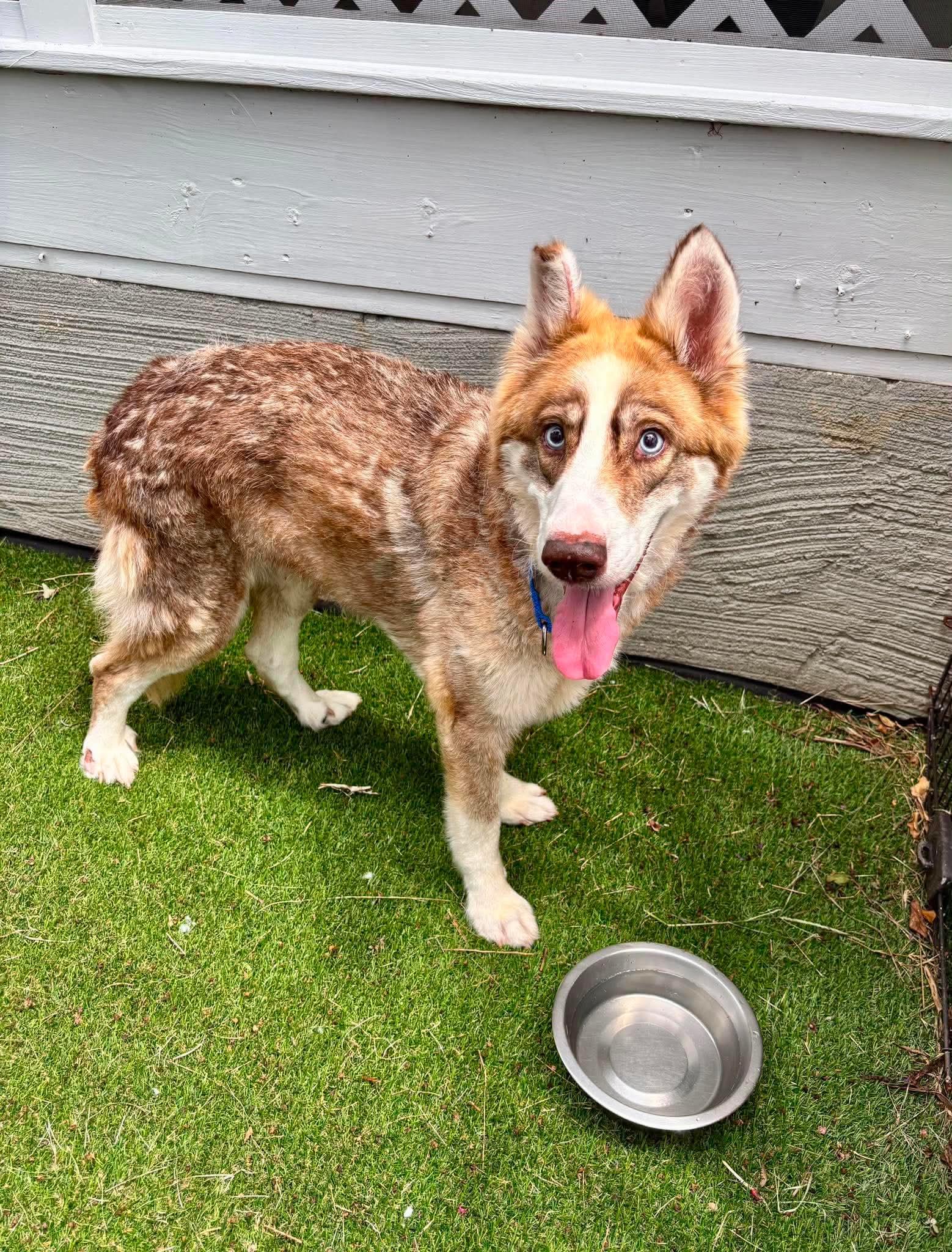 Selena, a ADOPTABLE Husky in Wando, SC image 1/4