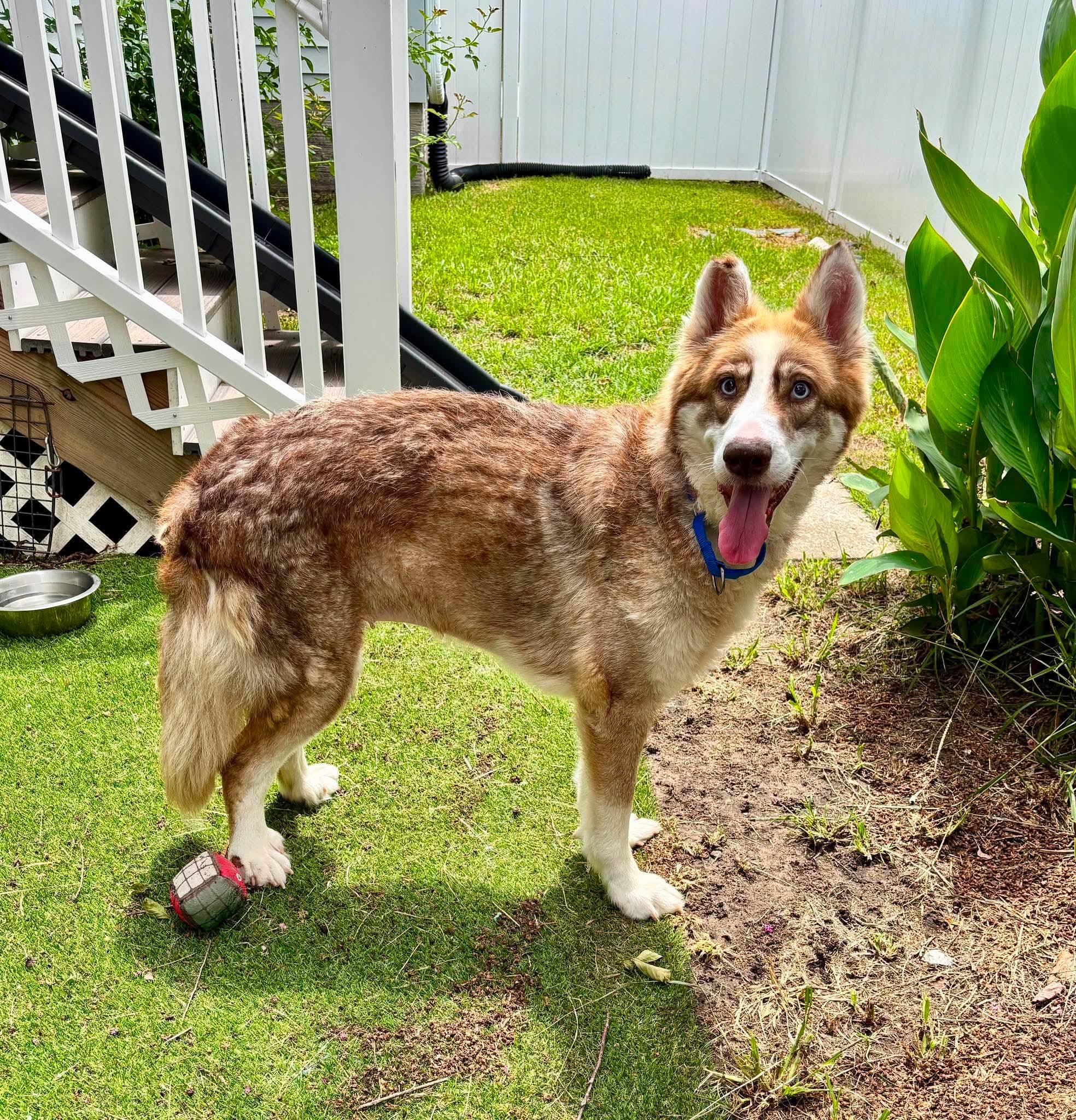 Selena, a ADOPTABLE Husky in Wando, SC image 2/4