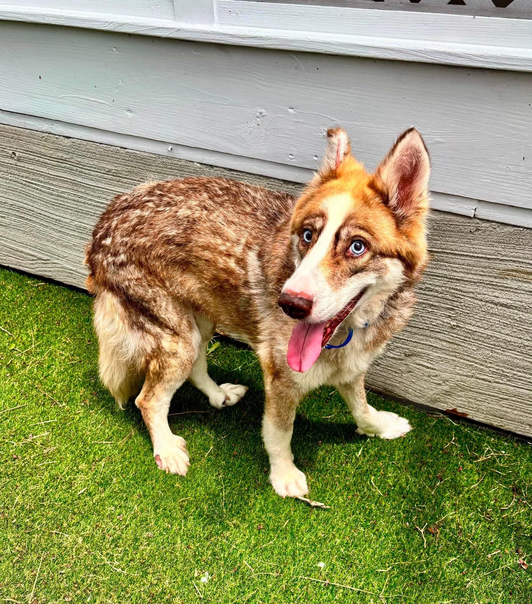 Selena, a ADOPTABLE Husky in Wando, SC image 3/4