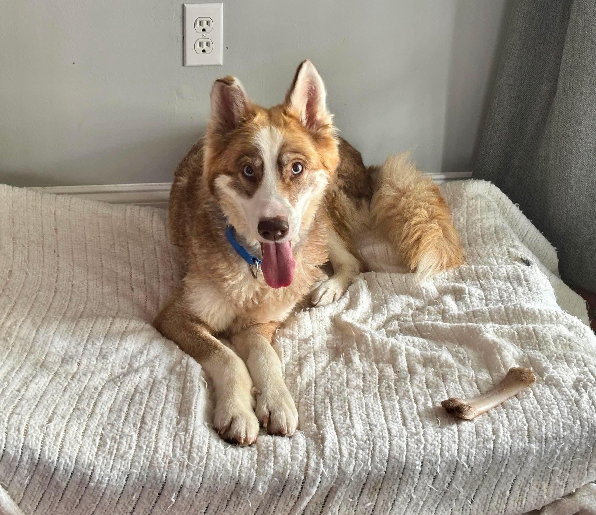 Selena, a ADOPTABLE Husky in Wando, SC image 4/4