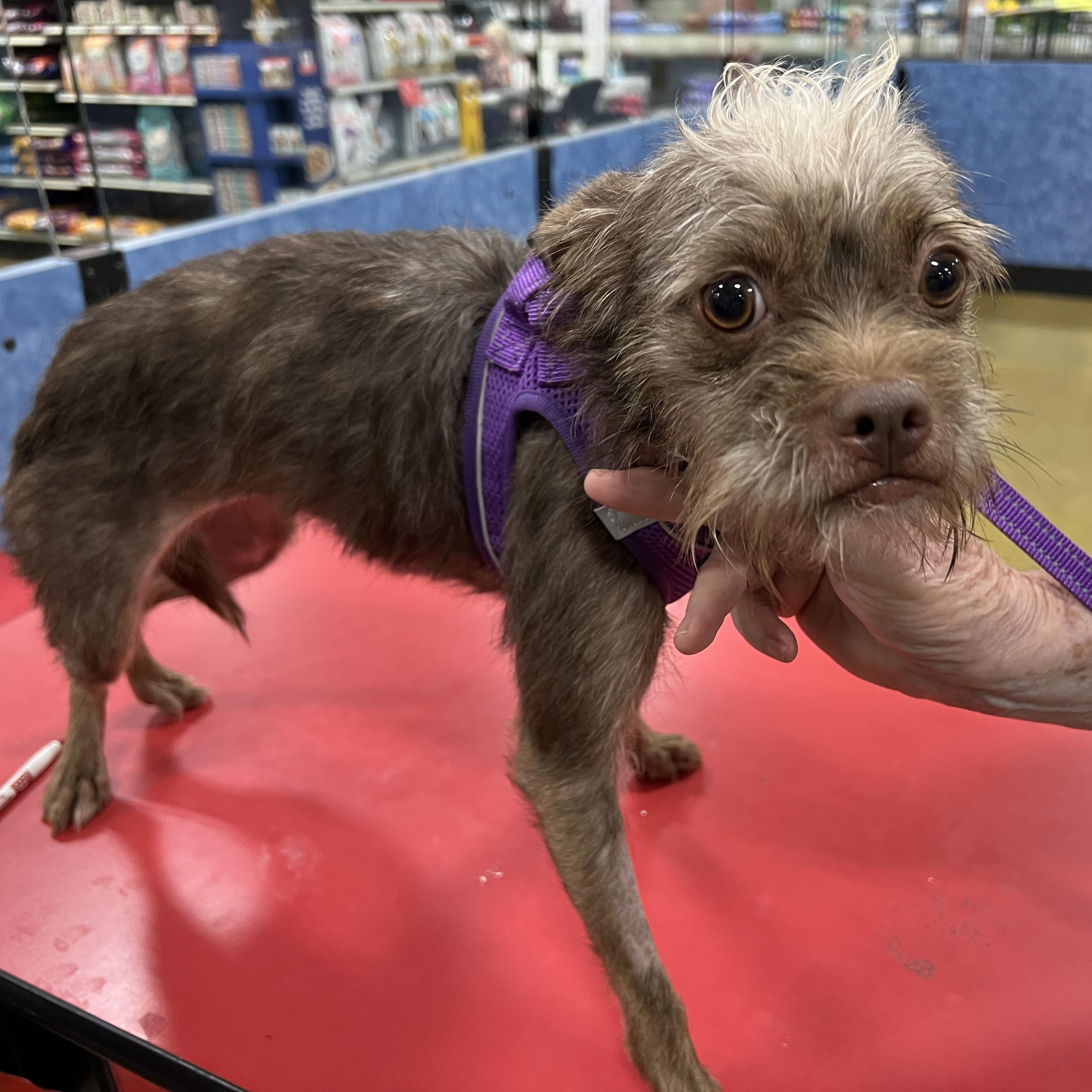 Enlarge Paddy - Young Cairn Terrier Mix, a Adoptable mixed breed in Tulsa, OK image 2/3