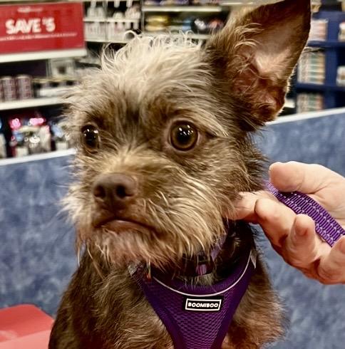 Paddy - Young Cairn Terrier Mix, Adoptable, Young Female Cairn Terrier & Boston Terrier.