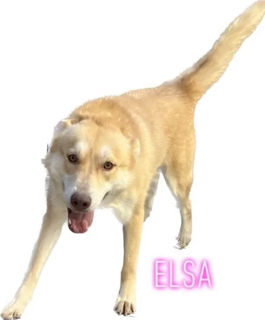 Elsa, Adoptable, Adult Female Husky.