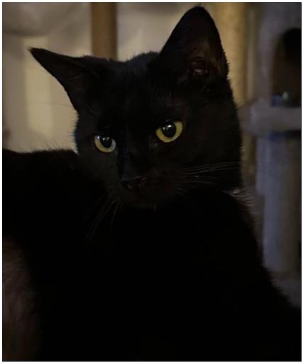 Enlarge Linh, a Adoptable Domestic Short Hair in Duette, FL image 2/3