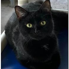 Enlarge Linh, a Adoptable Domestic Short Hair in Duette, FL image 1/3