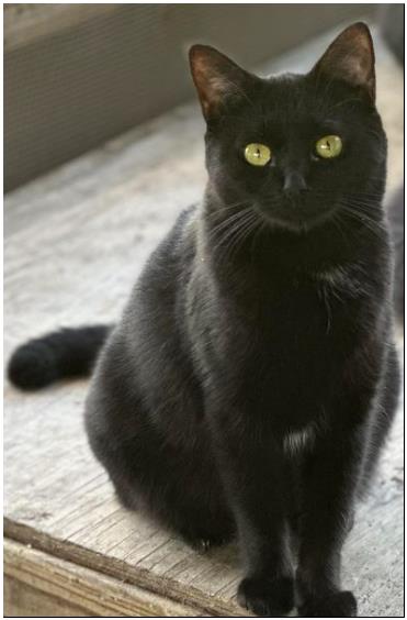 Enlarge Linh, a Adoptable Domestic Short Hair in Duette, FL image 3/3