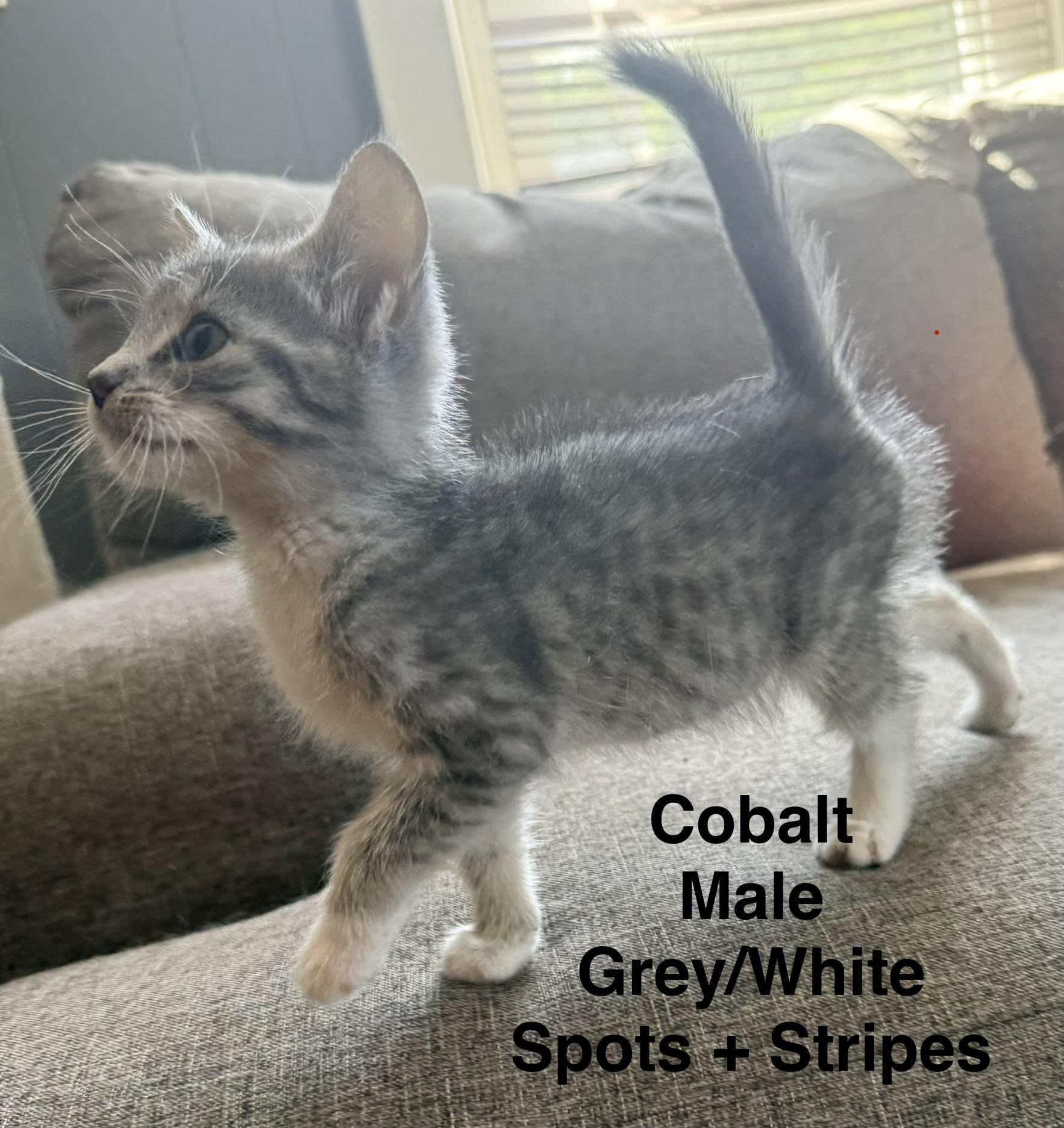 Enlarge Cobalt, a ADOPTABLE Domestic Short Hair in Springfield, MA image 1/1