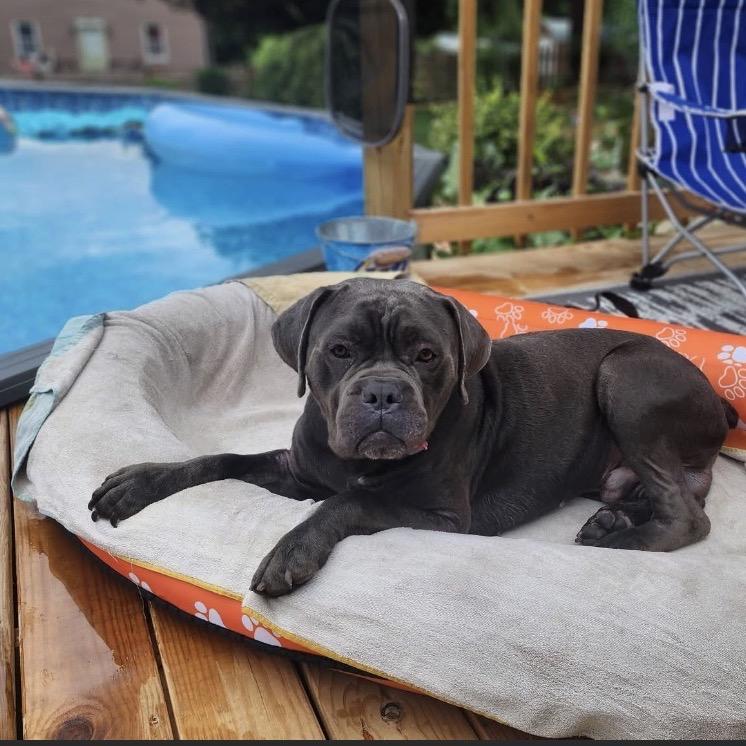 Joker, Adoptable, Adult Male Cane Corso.