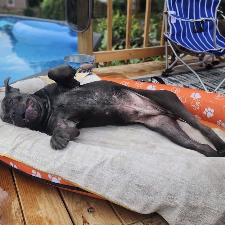 Enlarge Joker, a Adoptable Cane Corso in manchester, PA image 2/5