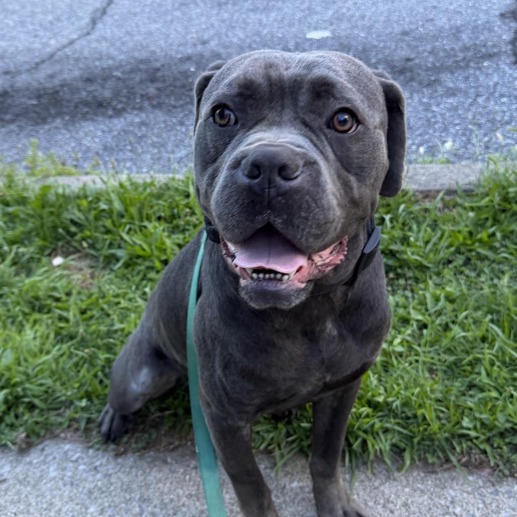 Enlarge Joker, a Adoptable Cane Corso in manchester, PA image 3/5