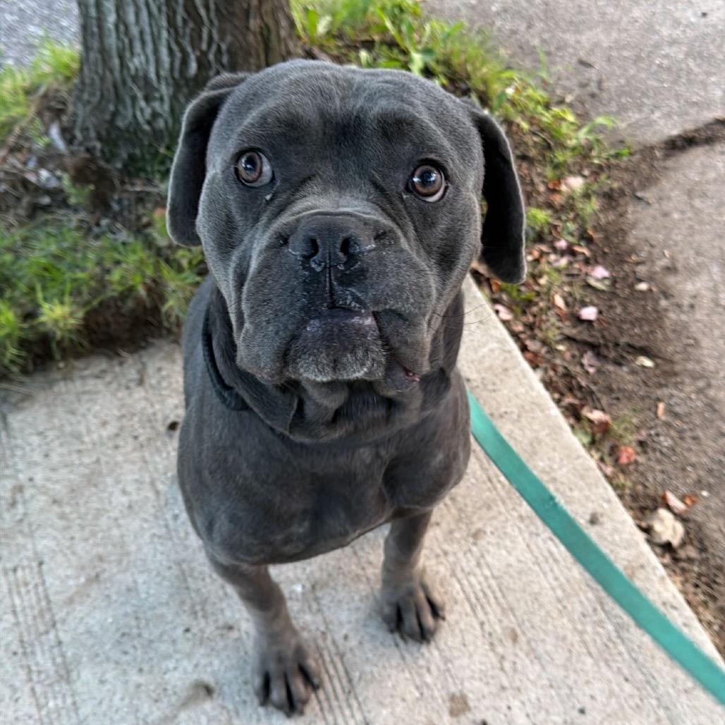 Enlarge Joker, a Adoptable Cane Corso in manchester, PA image 4/5