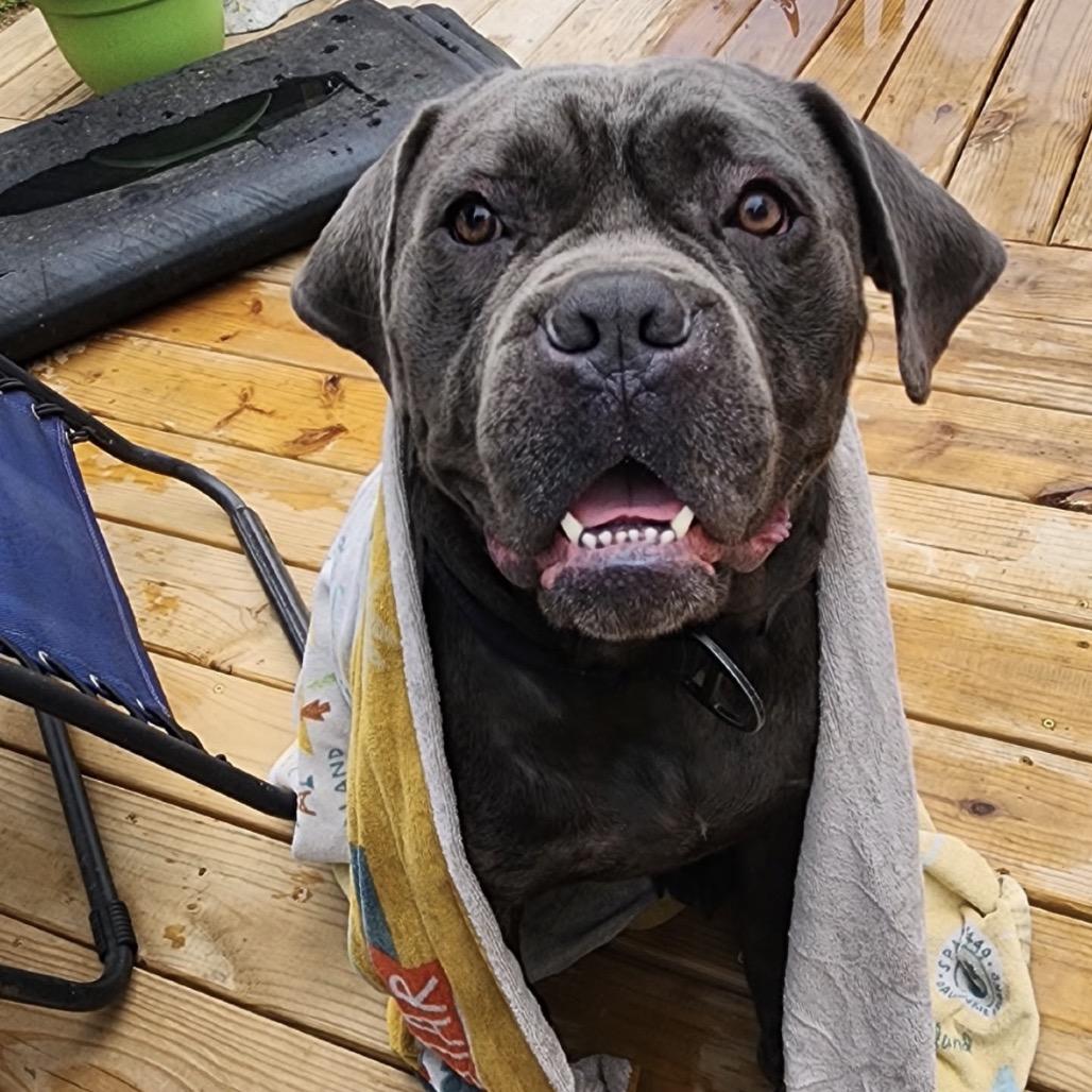 Enlarge Joker, a Adoptable Cane Corso in manchester, PA image 5/5