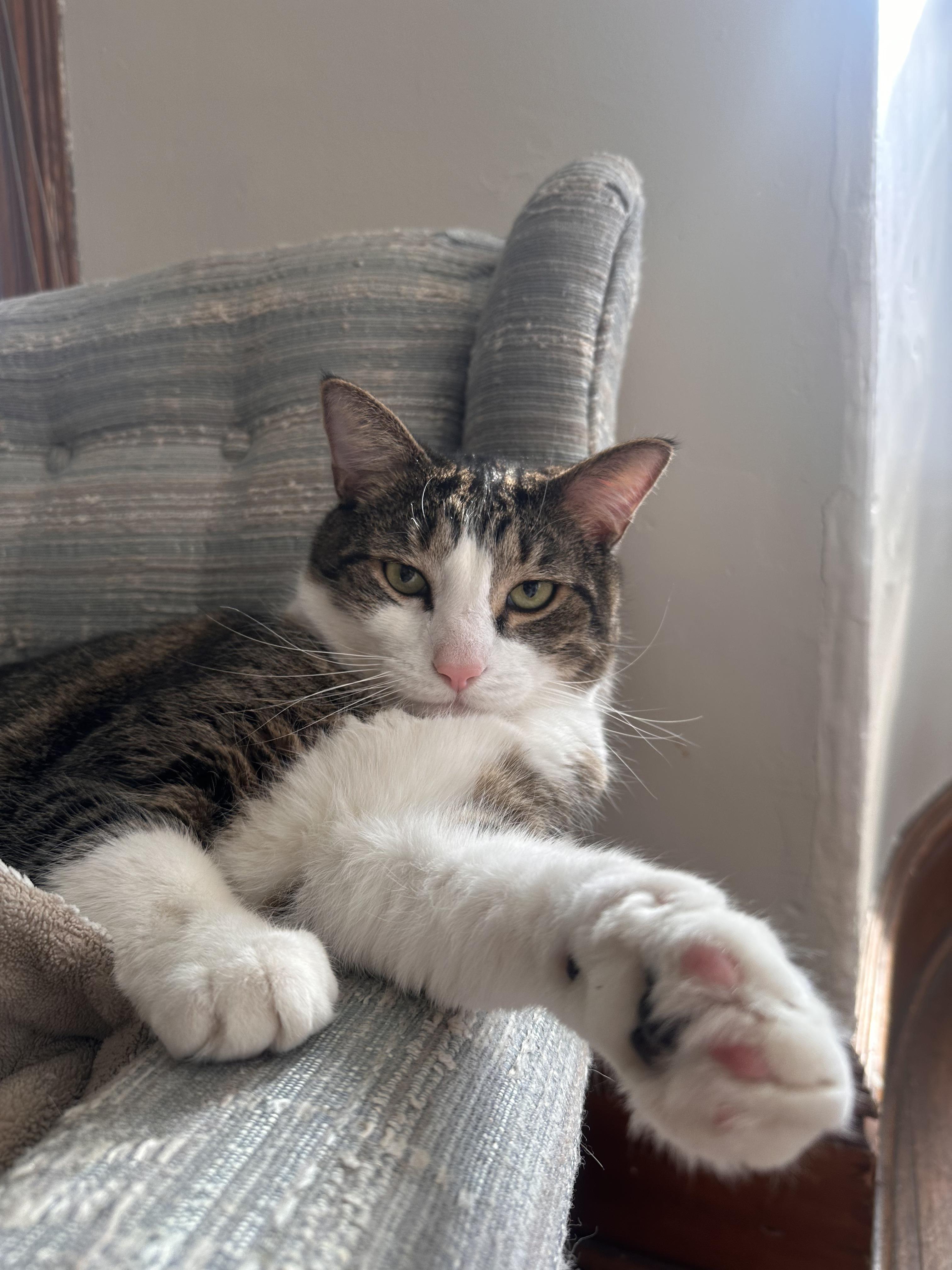 Sweetie Pie, Adoptable, Adult Male Domestic Short Hair.