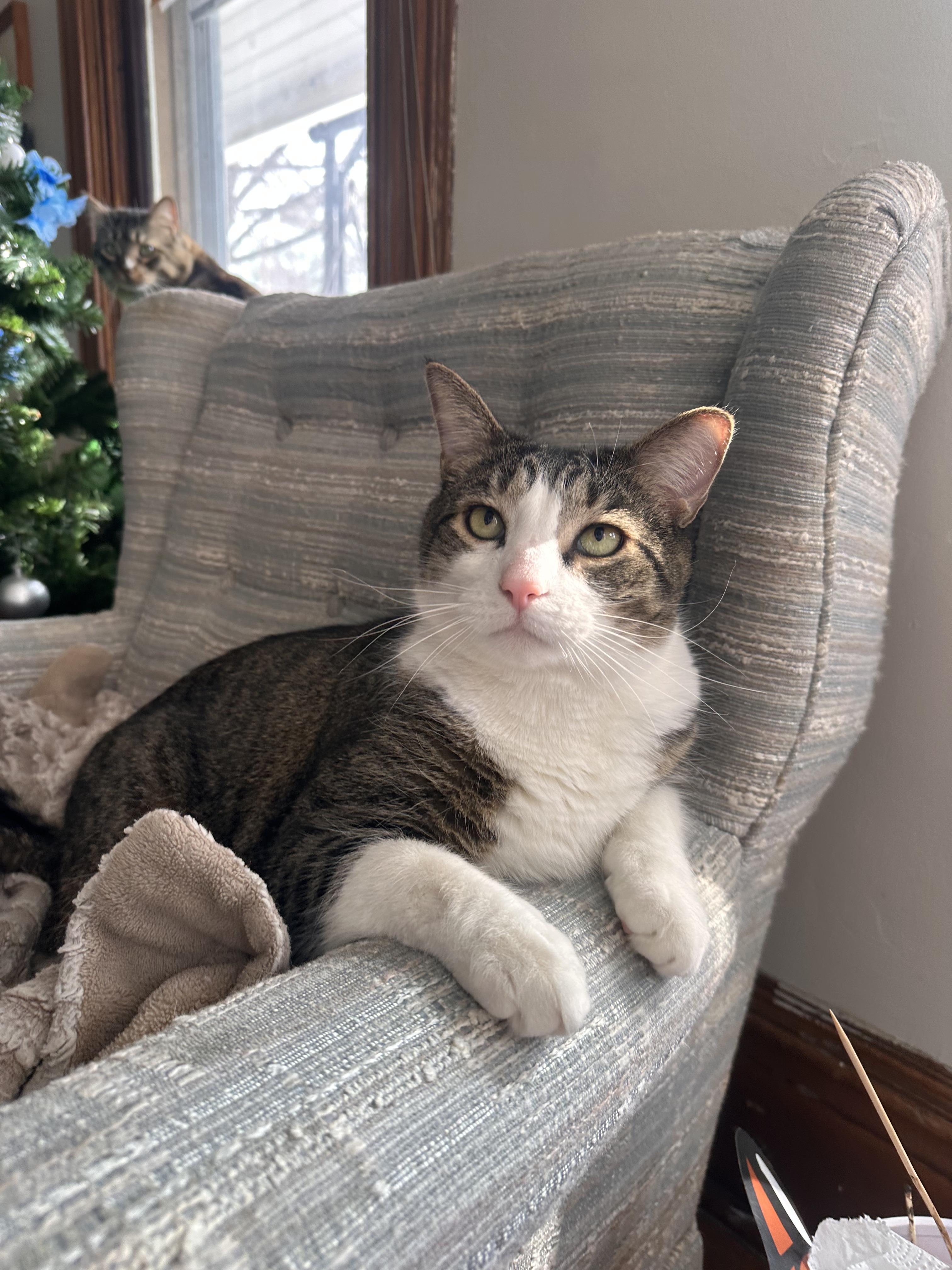 Sweetie Pie — thumbnail 3