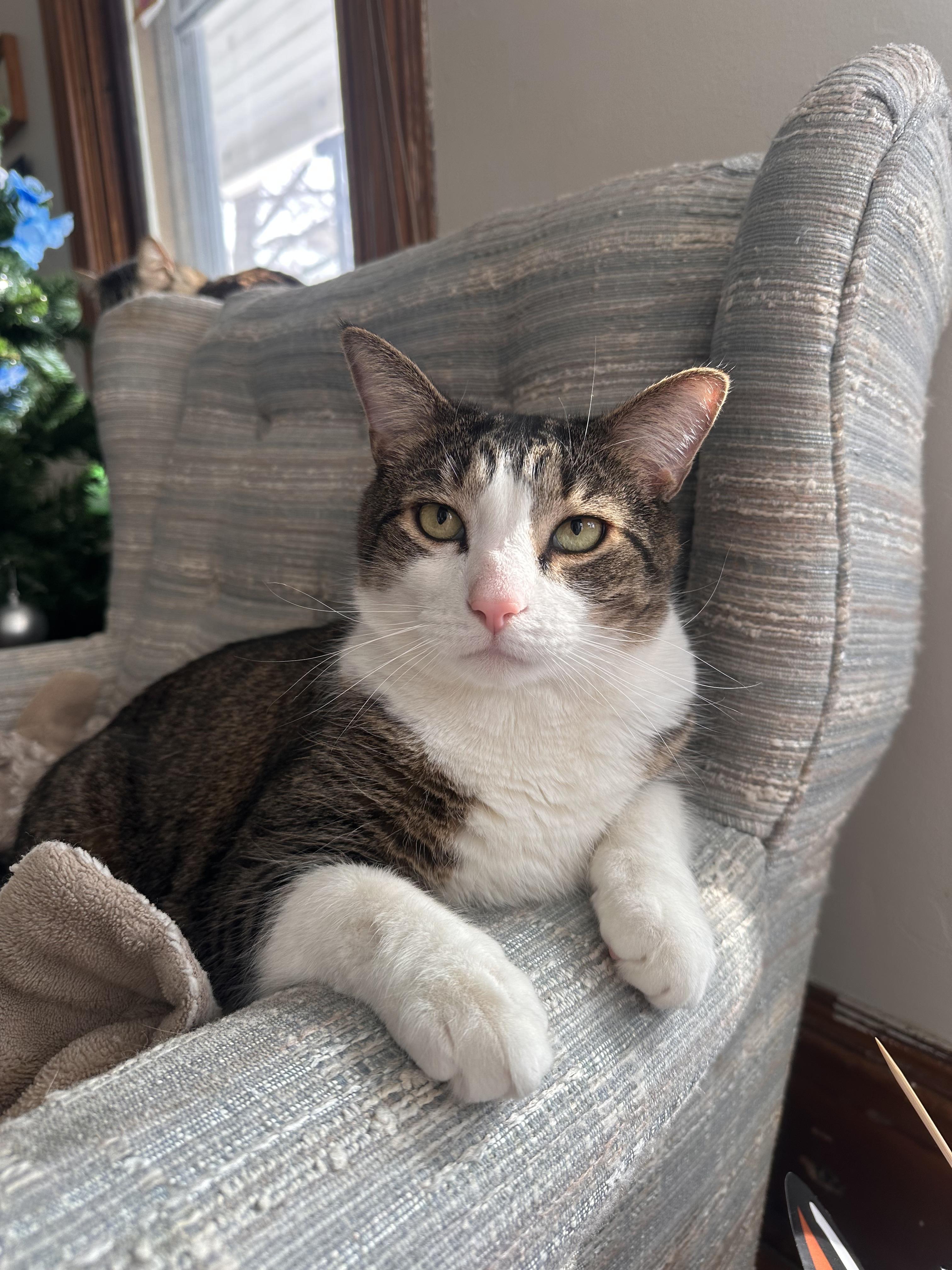 Sweetie Pie — thumbnail 4