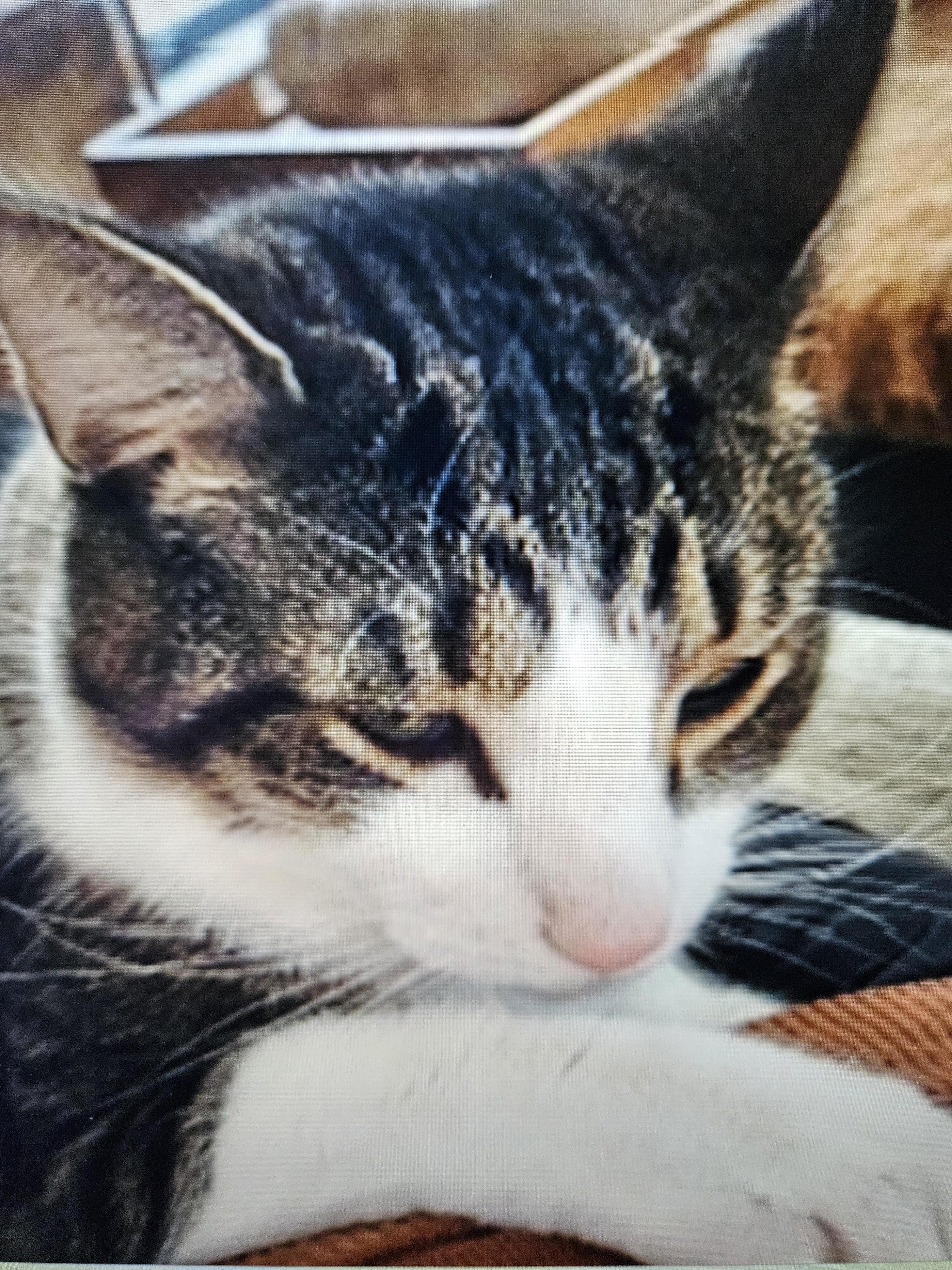 Sweetie Pie — thumbnail 5