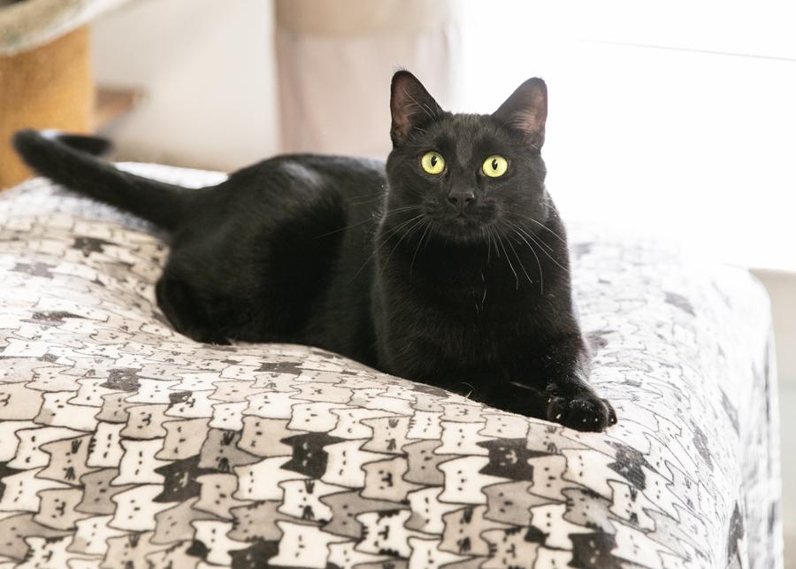 BIBBITY, a Adoptable mixed breed in Homewood, AL image 1/6