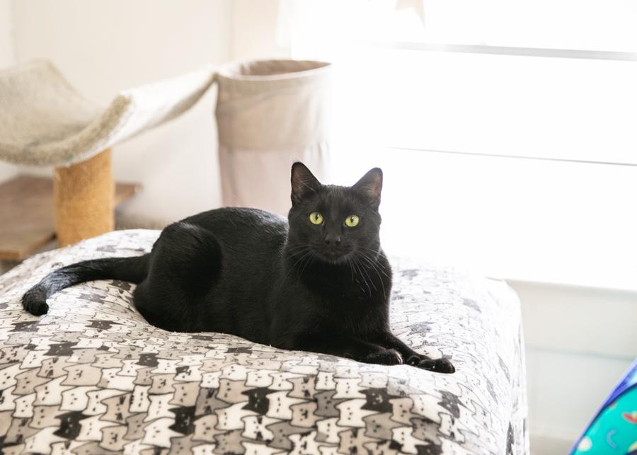 BIBBITY, a Adoptable mixed breed in Homewood, AL image 2/6