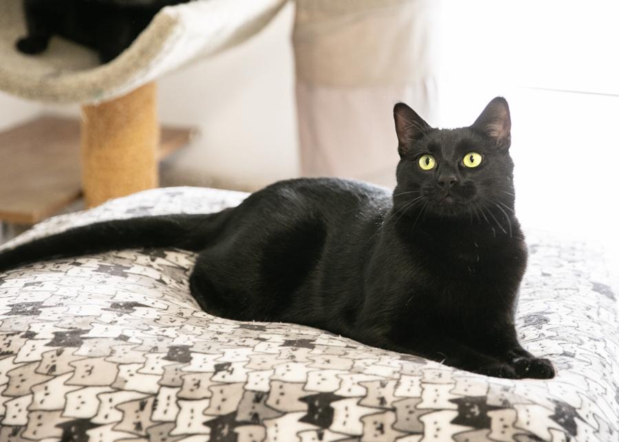 BIBBITY, a Adoptable mixed breed in Homewood, AL image 3/6