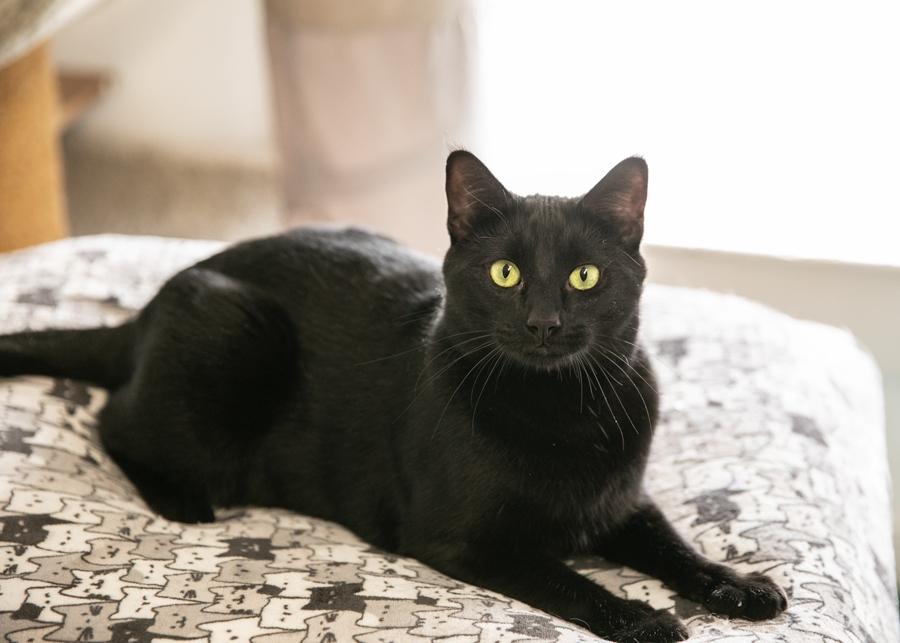 BIBBITY, a Adoptable mixed breed in Homewood, AL image 4/6