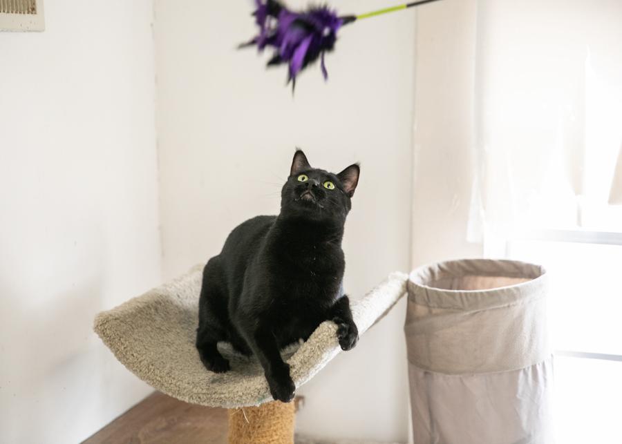 BIBBITY, a Adoptable mixed breed in Homewood, AL image 5/6