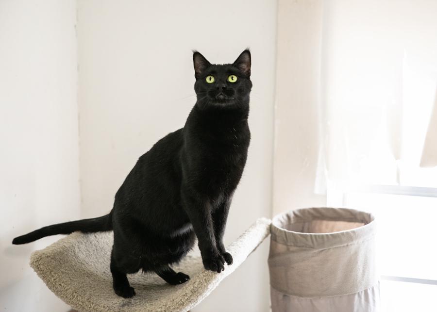 BIBBITY, a Adoptable mixed breed in Homewood, AL image 6/6