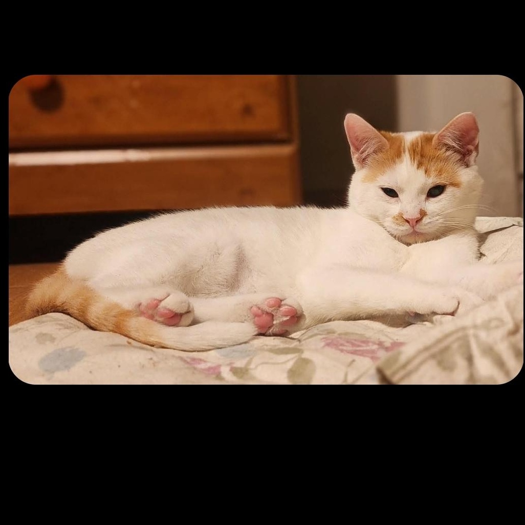 Enlarge Martin, an adopted Domestic Short Hair in Pardeeville, WI image 2/2