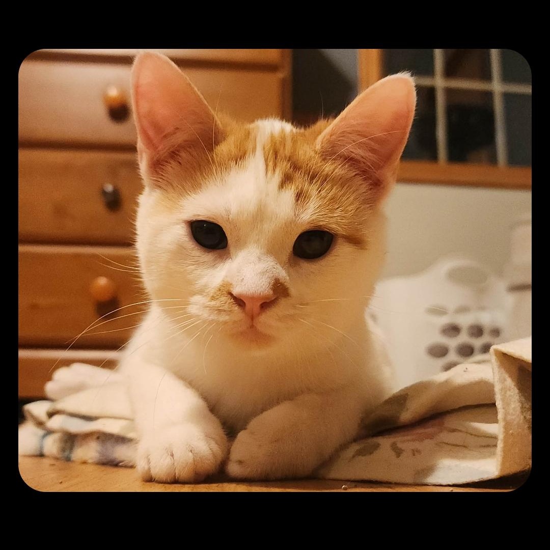 Martin, adopted, Young Male Domestic Short Hair.