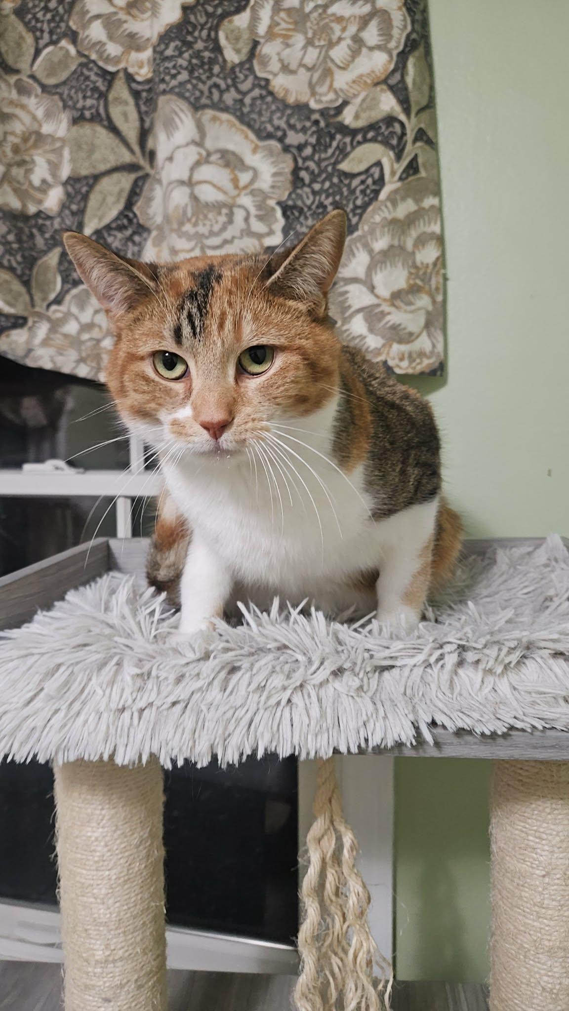 Enlarge Malico, a ADOPTABLE Calico in Mentor, OH image 3/4