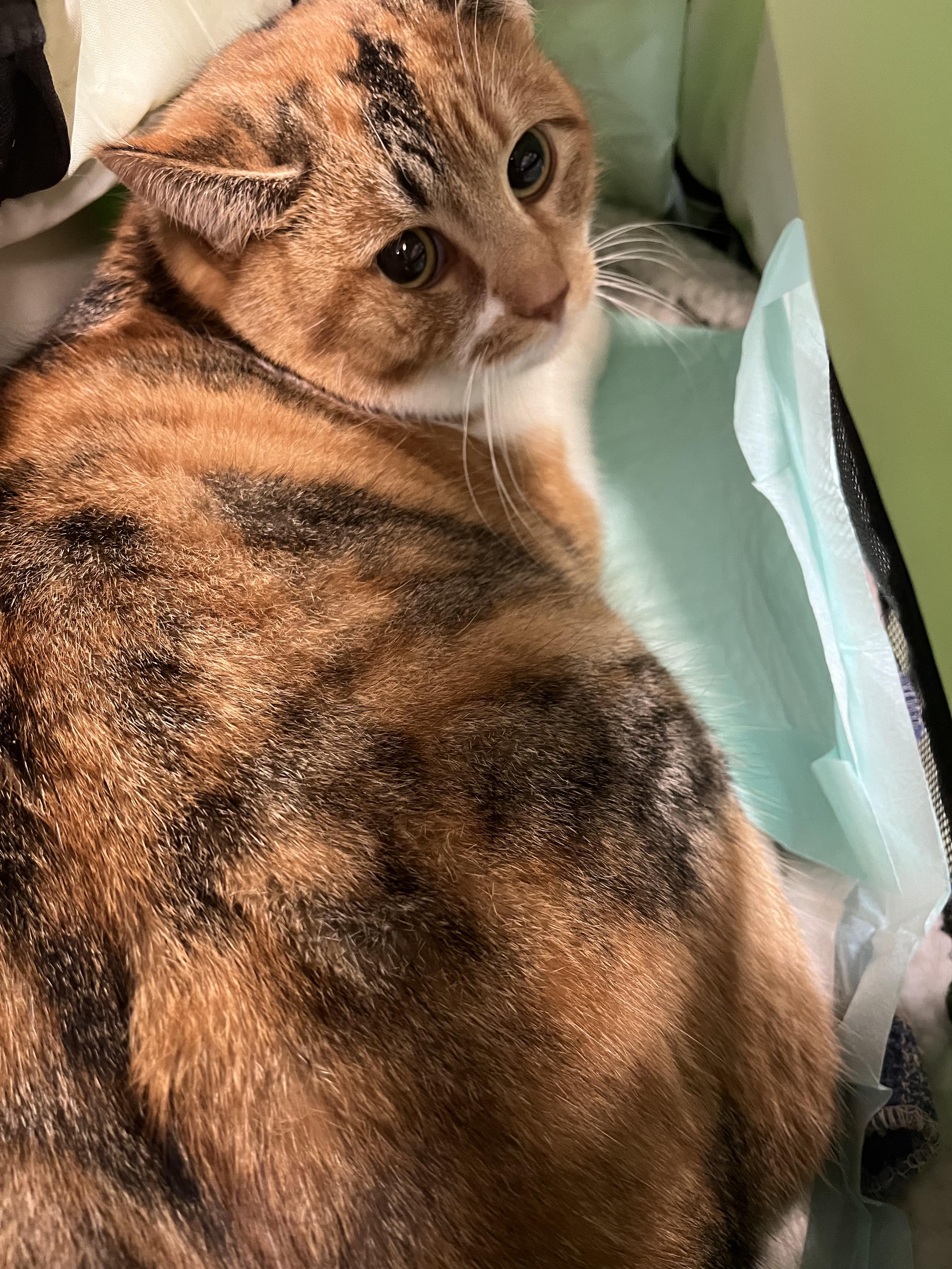 Enlarge Malico, a ADOPTABLE Calico in Mentor, OH image 4/4