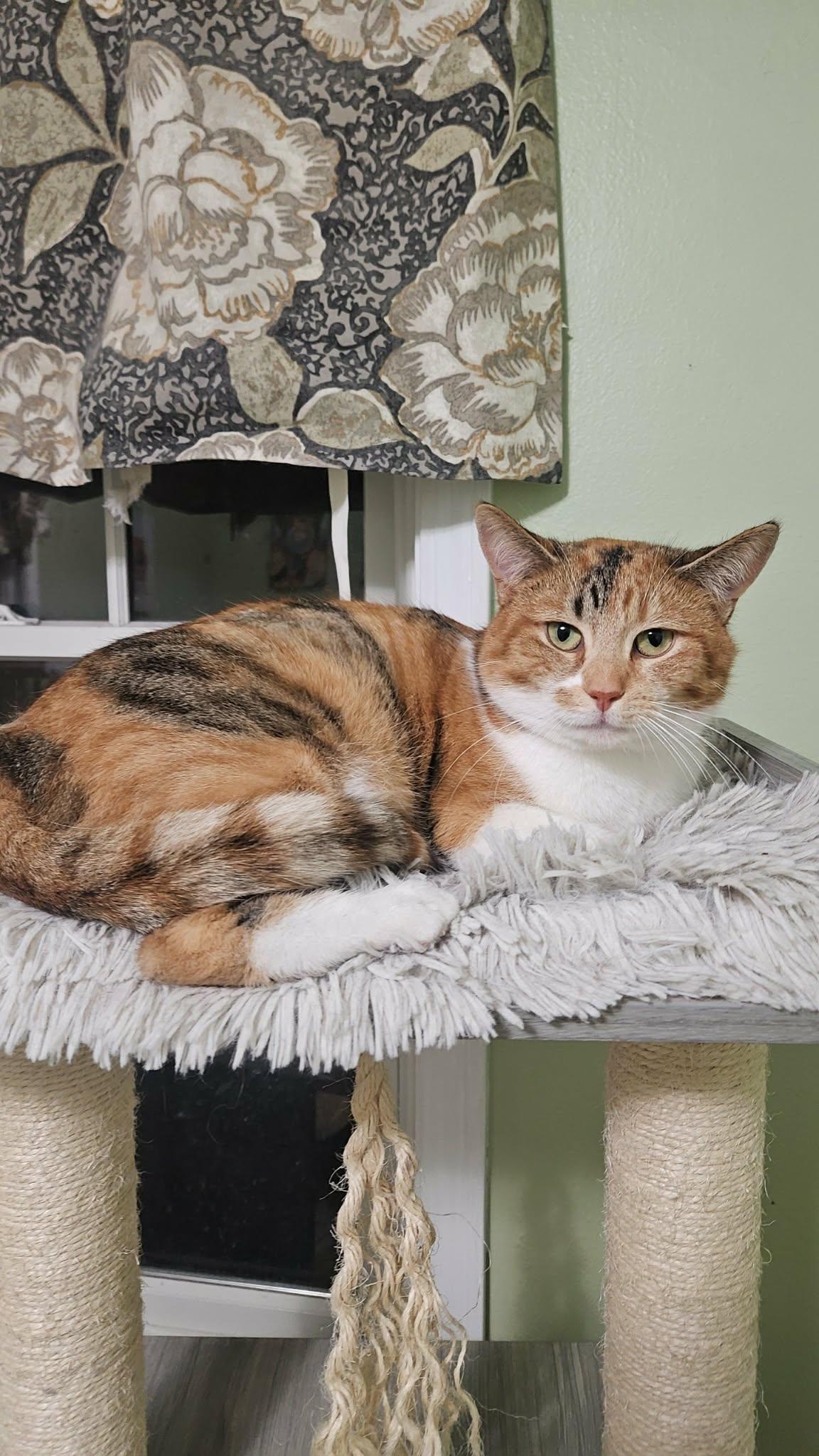 Enlarge Malico, a ADOPTABLE Calico in Mentor, OH image 1/4