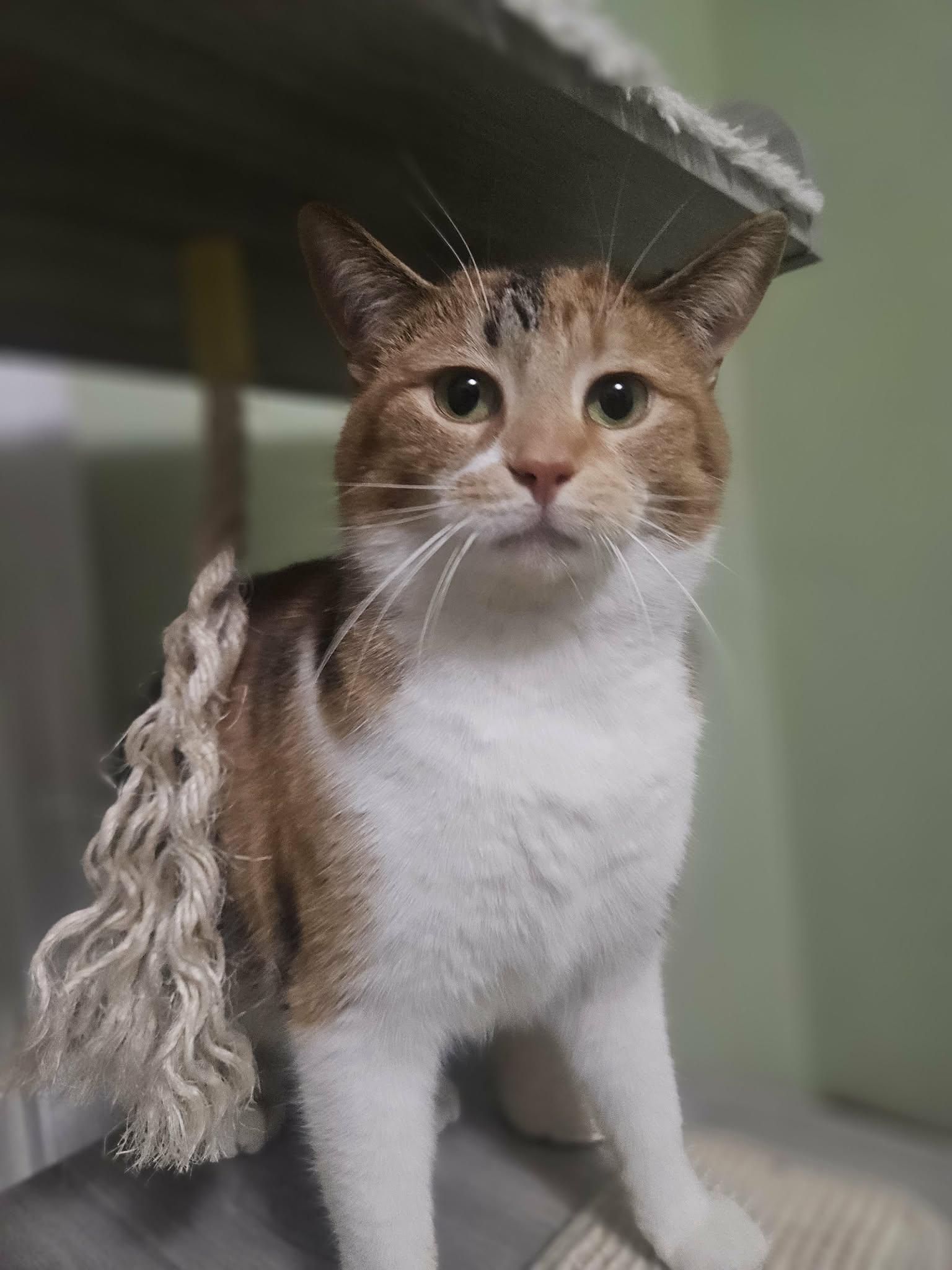 Enlarge Malico, a ADOPTABLE Calico in Mentor, OH image 2/4