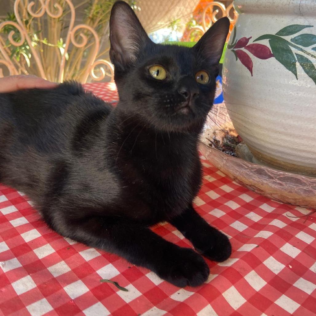 chelita, Adoptable, Young Female American Shorthair.