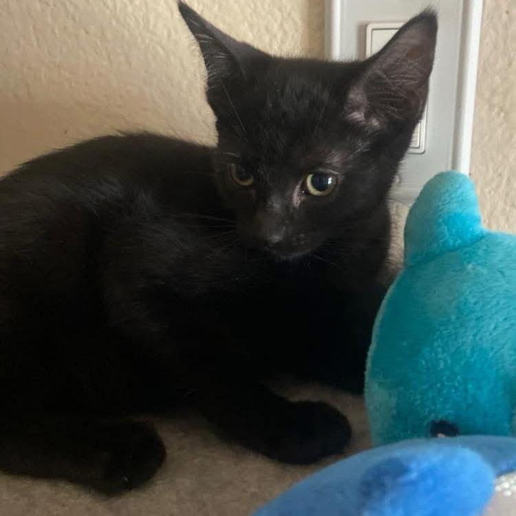 Enlarge chelita, a Adoptable American Shorthair in Las Vegas, NV image 2/6