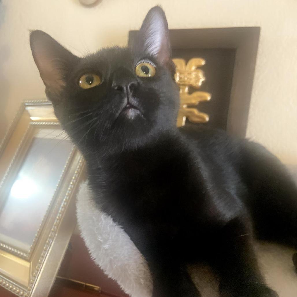 Enlarge chelita, a Adoptable American Shorthair in Las Vegas, NV image 4/6