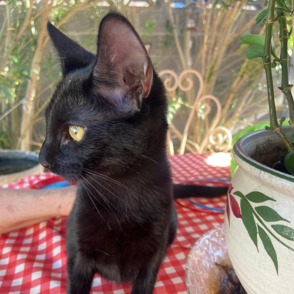 Enlarge chelita, a Adoptable American Shorthair in Las Vegas, NV image 6/6