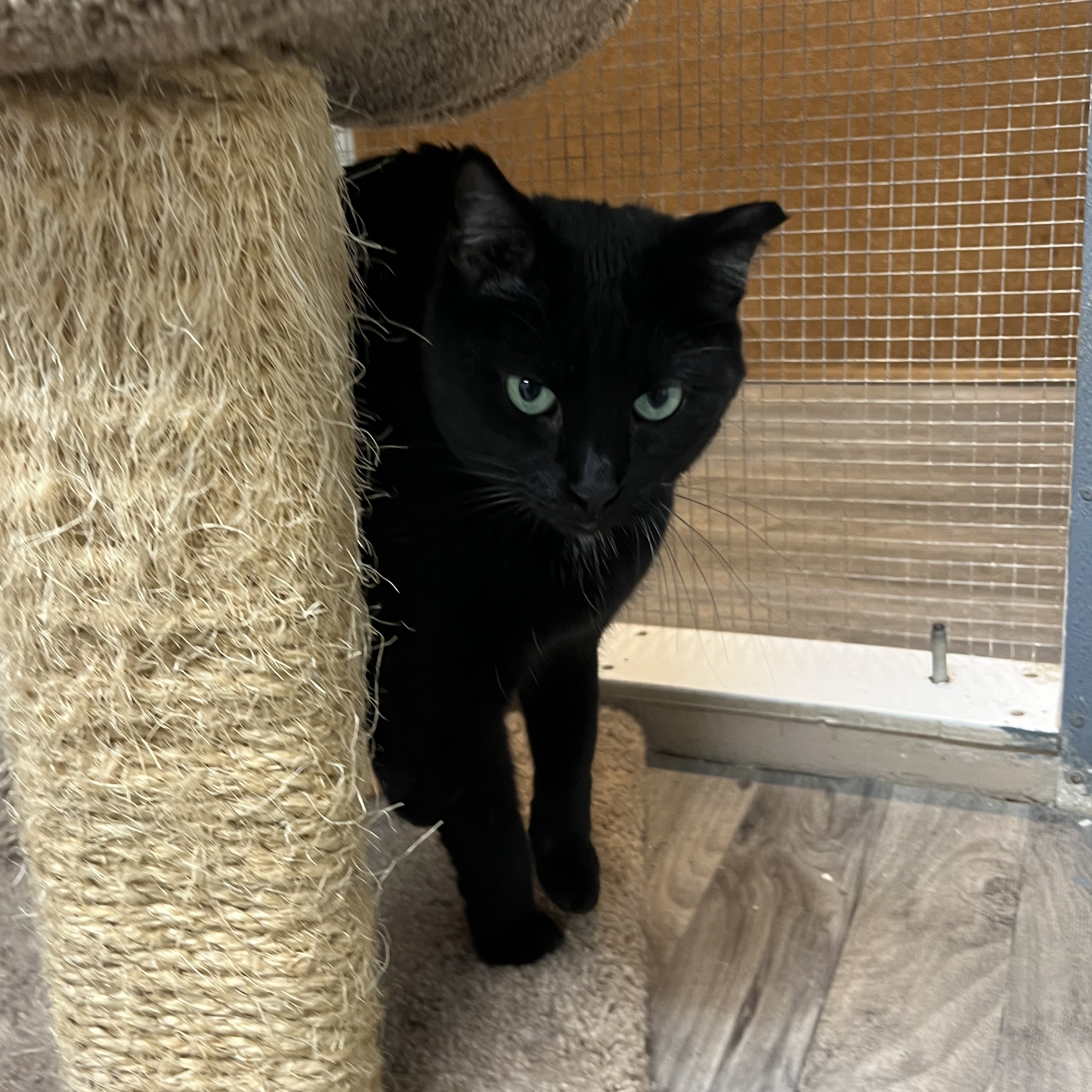 Phyllis, Adoptable, Adult Female Domestic Short Hair.