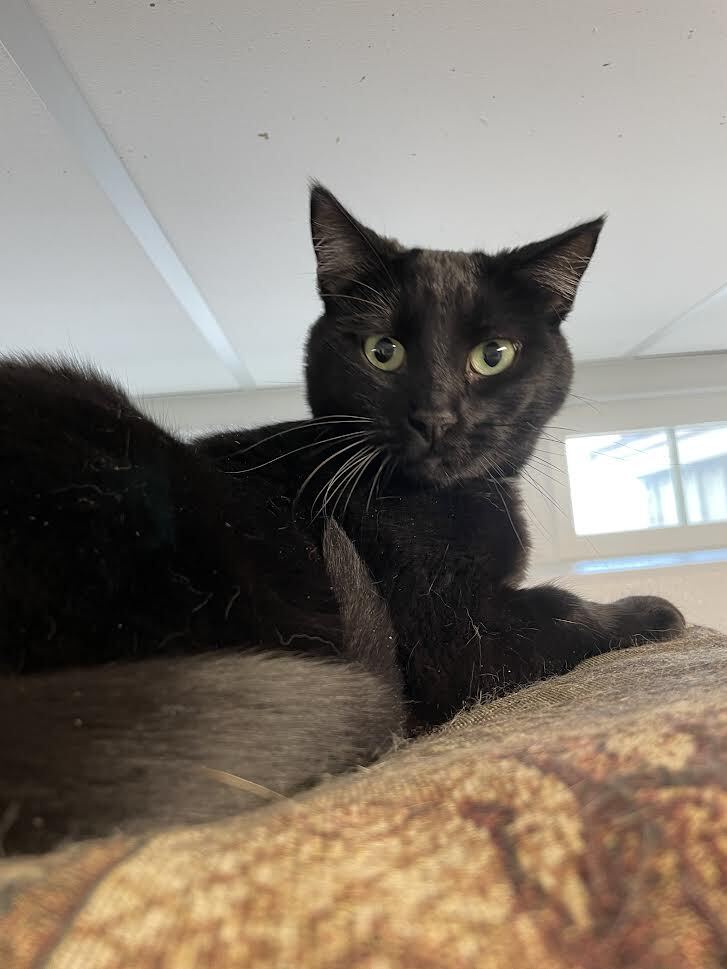 Phyllis, a Adoptable mixed breed in Spencer, IA image 2/2