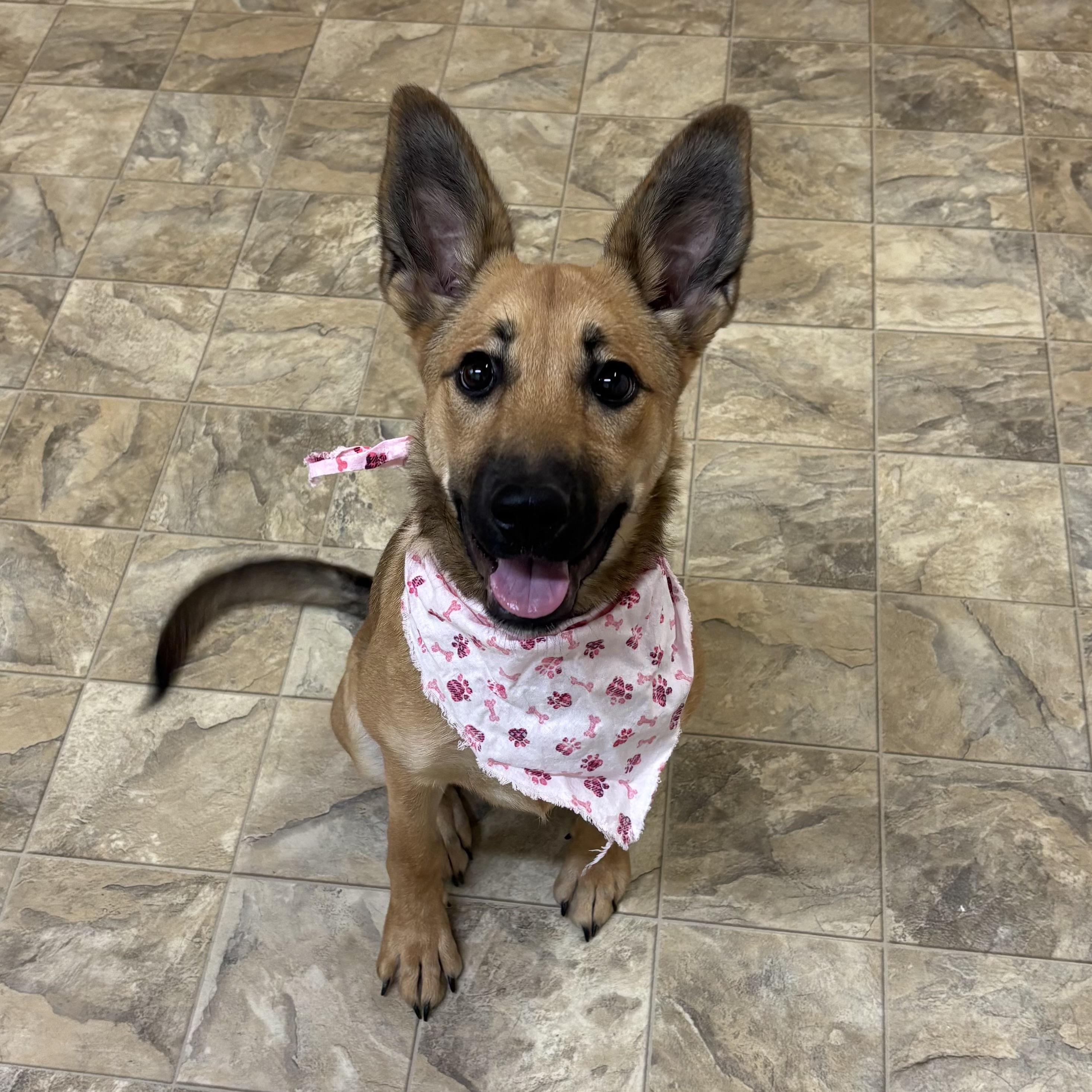 Wiggle Worm, adopted, Young Female Shepherd.