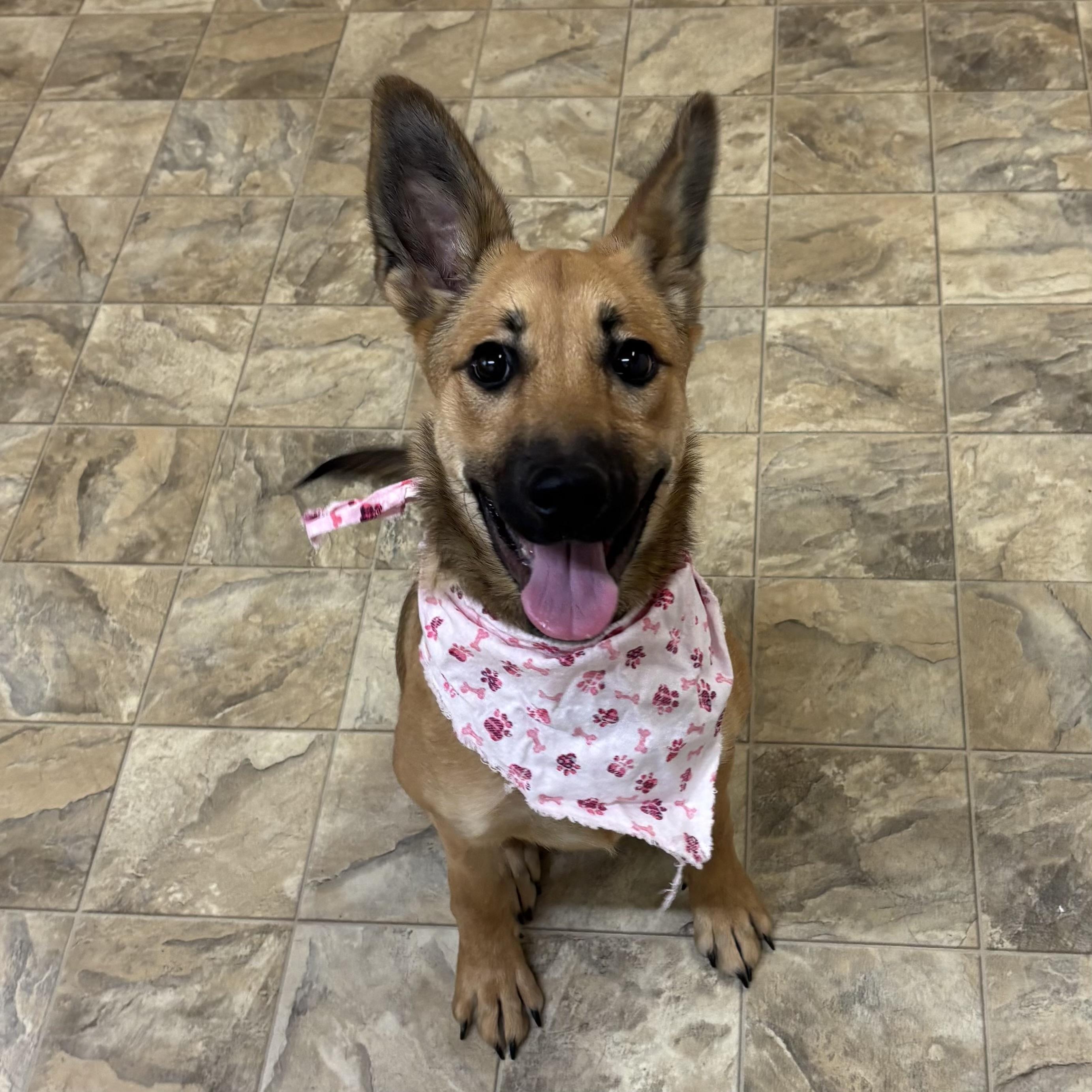 Enlarge Wiggle Worm, an adopted mixed breed in Pilot Point, TX image 2/2