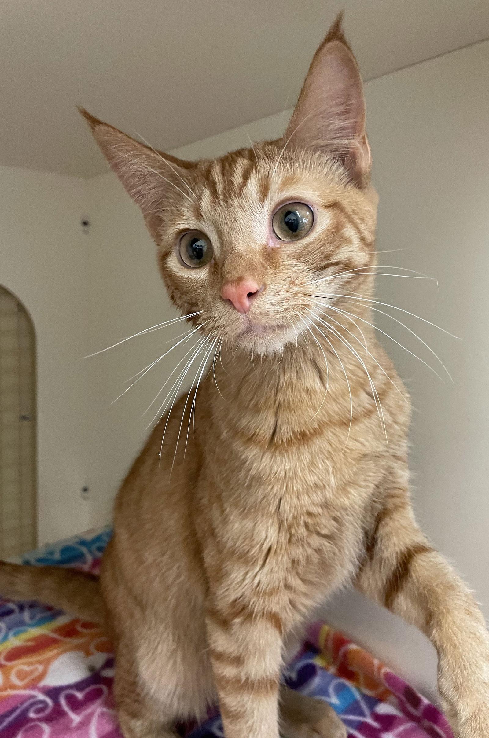 Fire, a Adoptable mixed breed in Island Lake, IL image 1/3