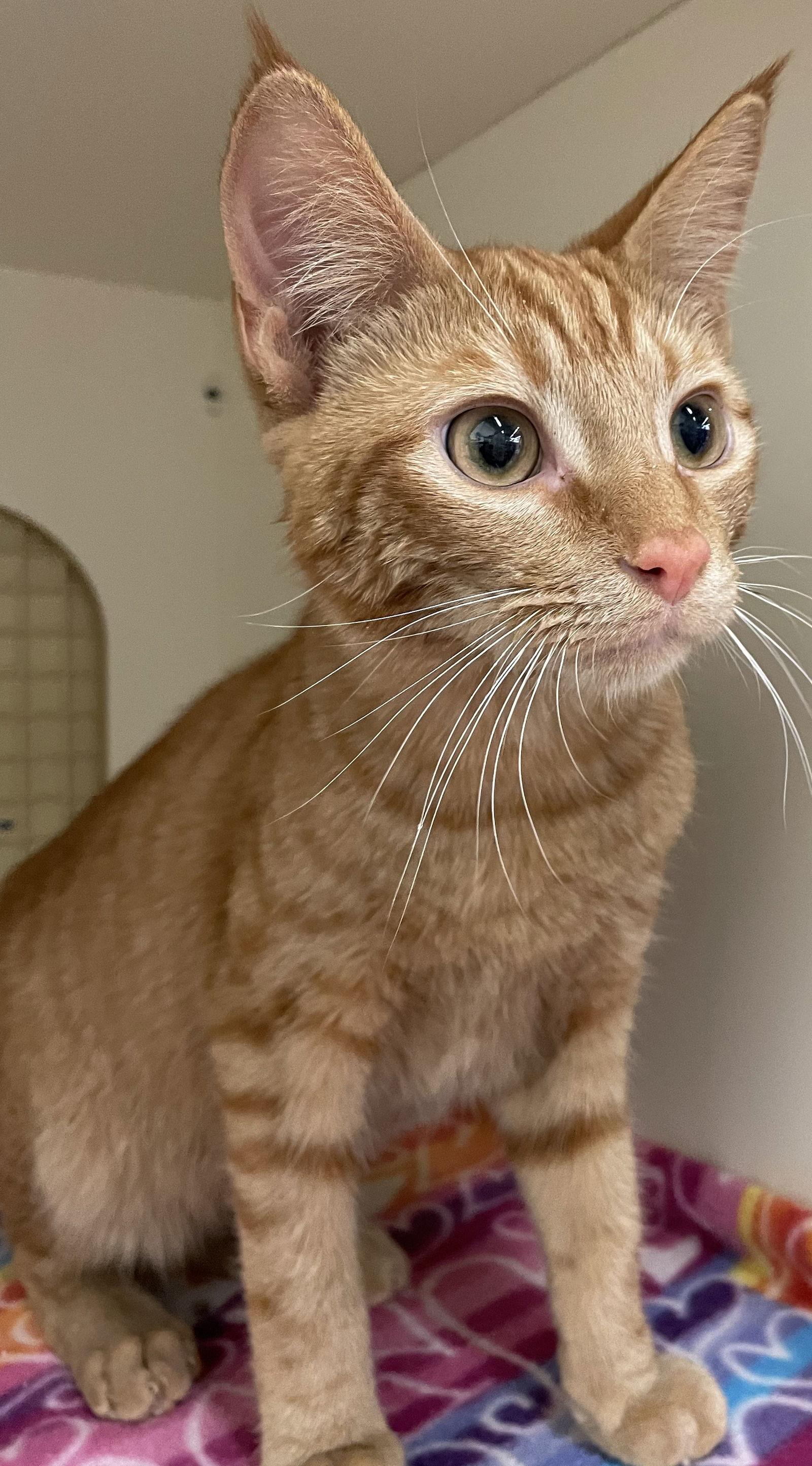 Fire, a Adoptable mixed breed in Island Lake, IL image 2/3
