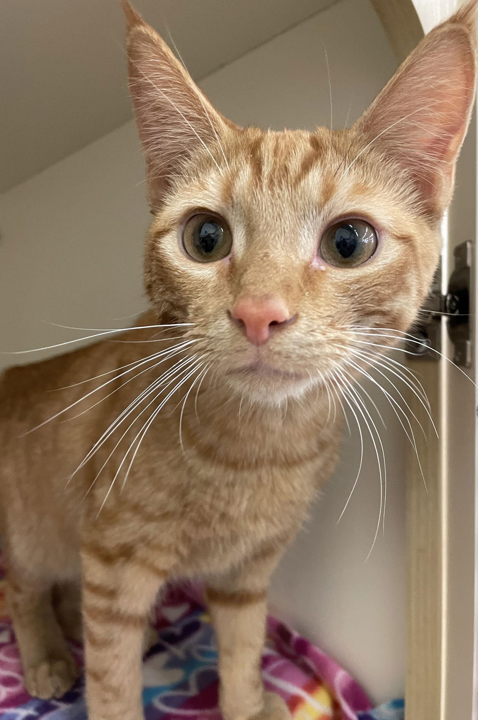 Fire, a Adoptable mixed breed in Island Lake, IL image 3/3