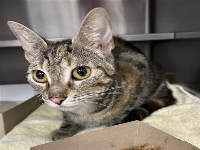 CHICHI, Adoptable, Young Female Domestic Short Hair.