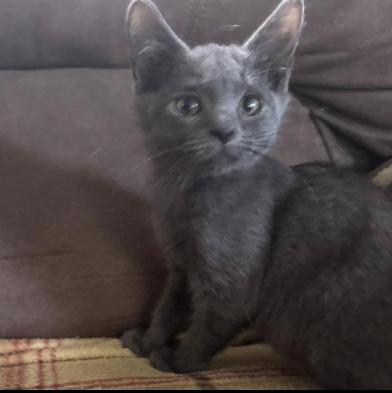 Enlarge Cloud, a ADOPTABLE mixed breed in Succasunna, NJ image 1/1