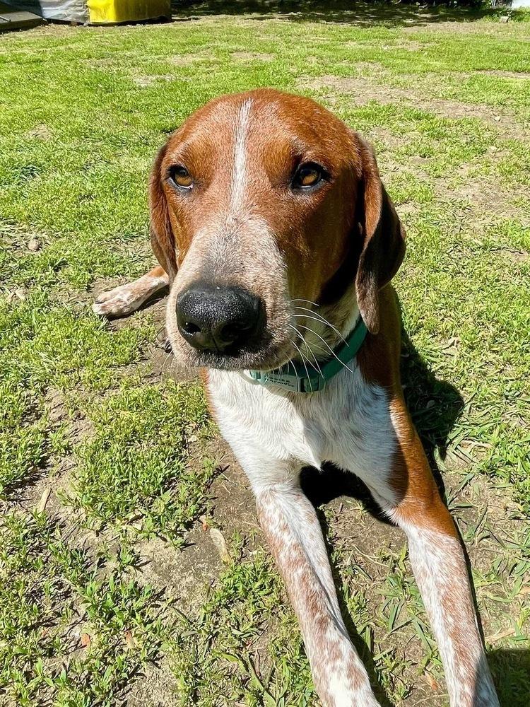 Enlarge Rusty, a Adoptable mixed breed in Middletown, CT image 1/6