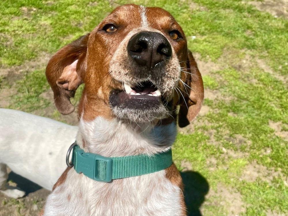 Enlarge Rusty, a Adoptable mixed breed in Middletown, CT image 2/6