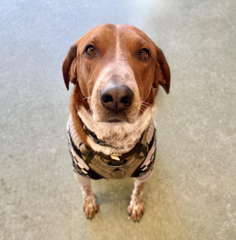 Rusty, Adoptable, Young Male Coonhound & Hound.