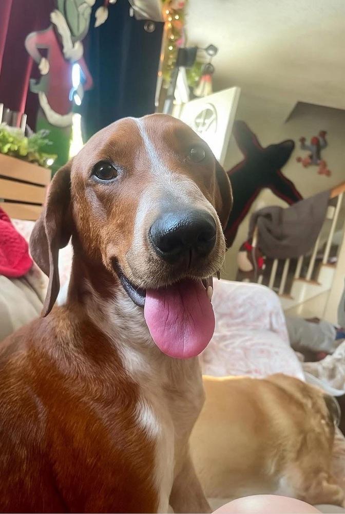 Rusty, Adoptable, Young Male Coonhound & Hound.