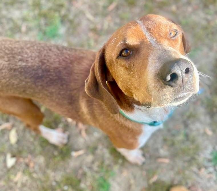 Enlarge Rusty, a Adoptable mixed breed in Middletown, CT image 3/6